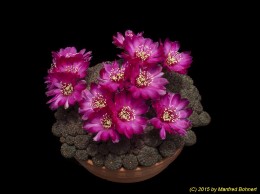 Sulcorebutia rauschii HS121 1424